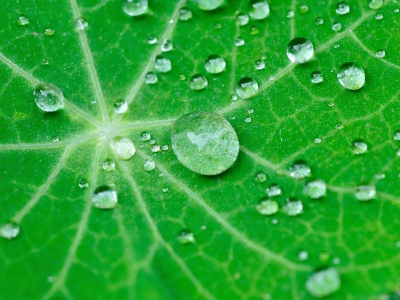 Dewdrop on the lotus leaf